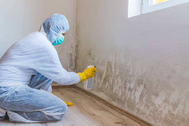 Licensed Basement Mold Remediation service in Clementon, NJ - Car Mold Remediation